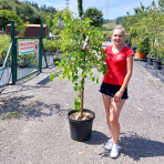 Moruša biela (Morus alba) ´ALBA PENDULA´ - výška 110-130 cm, obvod kmeňa 8/10 cm, kont. C30L - ČIERNOPLODÁ